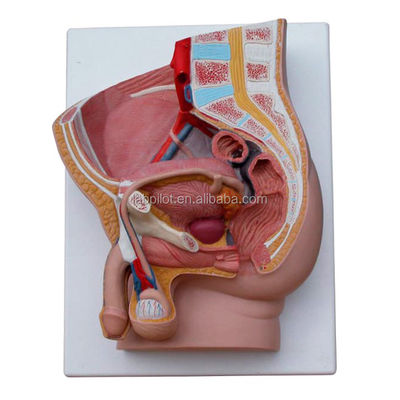 Reproductieorganen Anatomie Onderwijs Mediane Saggitale 2-Delen Mannelijke bekkenholte Model