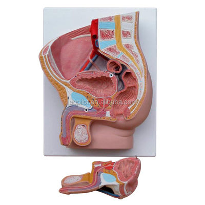 Reproductieorganen Anatomie Onderwijs Mediane Saggitale 2-Delen Mannelijke bekkenholte Model