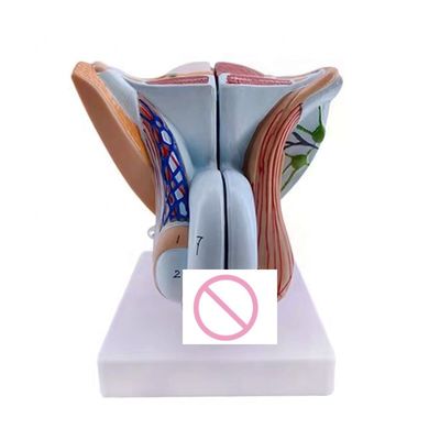 Anatomische demonstratie Geavanceerd PVC mannelijk model van interne en externe geslachtsorganen