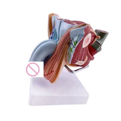 Anatomische demonstratie Geavanceerd PVC mannelijk model van interne en externe geslachtsorganen