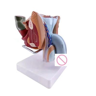 Anatomische demonstratie Geavanceerd PVC mannelijk model van interne en externe geslachtsorganen