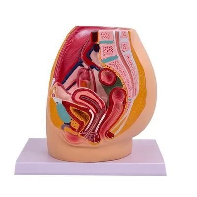 Vrouwelijke bekkenholte model anatomie in mediasagittale sectie voor onderwijs in ziekenhuizen