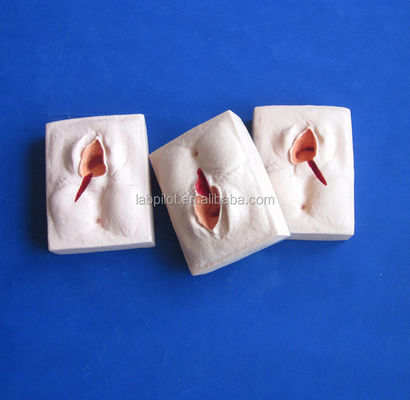 Geavanceerde PVC-trainingssimulator voor episiorrafie voor realistische vulva-suringstechnieken