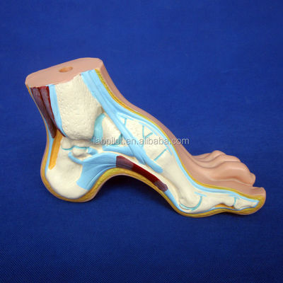 Categorieën Gedetailleerde anatomische structuren 3D Biologische normale platte en boogvoetmodellen