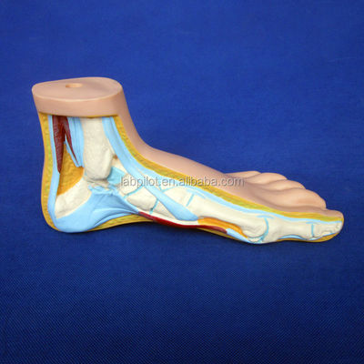Categorieën Gedetailleerde anatomische structuren 3D Biologische normale platte en boogvoetmodellen