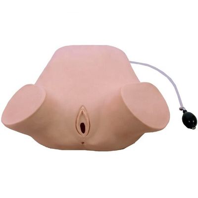 PVC Zwangere vrouwen Vier-stappen palpatie Leopold manoeuvres Vaginale onderzoek simulator