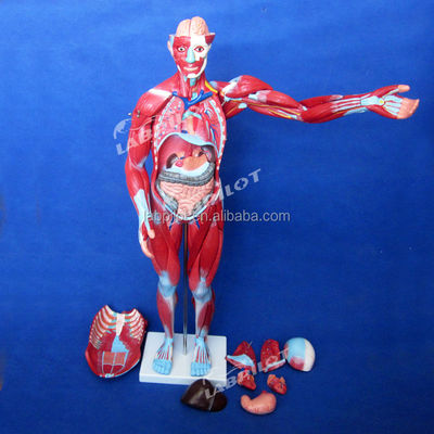Artikel Mensenlichaam Anatomie Model met interne organen en spieren Torso Mannequin