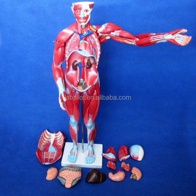 Artikel Mensenlichaam Anatomie Model met interne organen en spieren Torso Mannequin