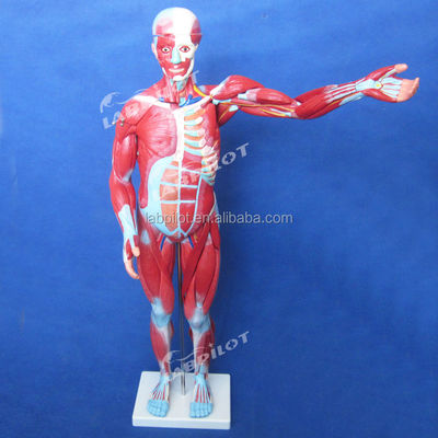 Artikel Mensenlichaam Anatomie Model met interne organen en spieren Torso Mannequin