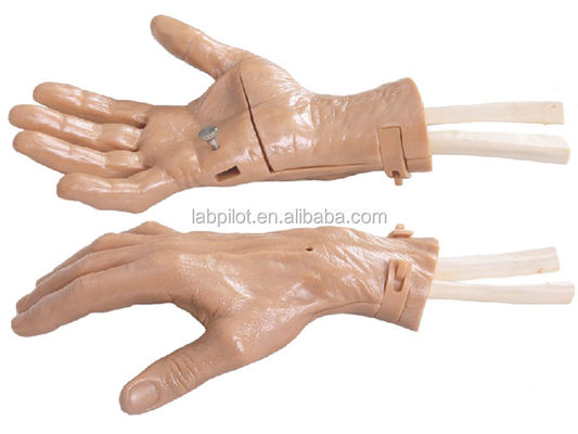 Realistische handbeweging Hand training herstel simulator met levendige anatomie structuur