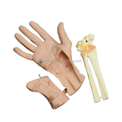 Realistische handbeweging Hand training herstel simulator met levendige anatomie structuur