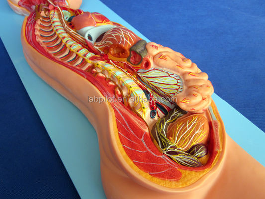 Gedetailleerde menselijke levensgrootte Anatomisch model voor automatisch zenuwstelsel en romporganen
