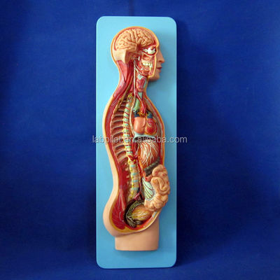 Gedetailleerde menselijke levensgrootte Anatomisch model voor automatisch zenuwstelsel en romporganen