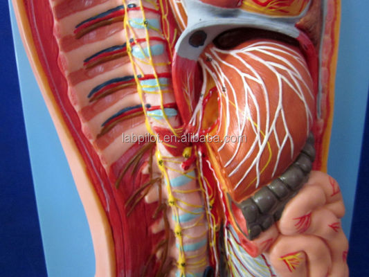 Gedetailleerde menselijke levensgrootte Anatomisch model voor automatisch zenuwstelsel en romporganen