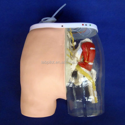 Medische wetenschappen Intramusculaire injectie trainingsmodel met zichtbare spieren en zenuwen