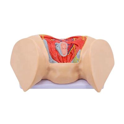 Geneeskunde Anatomisch model Geavanceerde vrouwelijke perineale spieren zenuwen en bloedvaten
