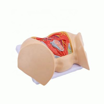 Geneeskunde Anatomisch model Geavanceerde vrouwelijke perineale spieren zenuwen en bloedvaten