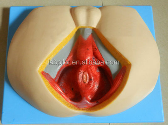 Geavanceerd PVC-perineummodel voor het begrijpen van mannelijke perineale anatomie