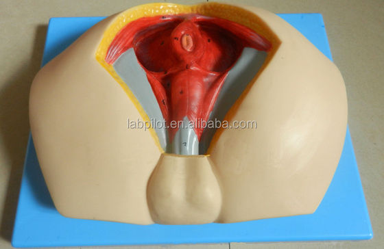 Geavanceerd PVC-perineummodel voor het begrijpen van mannelijke perineale anatomie