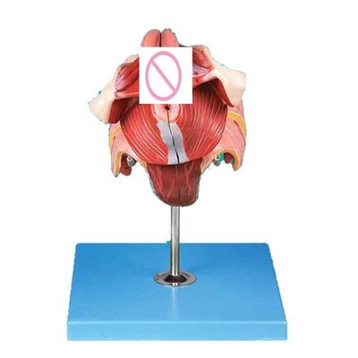 Geavanceerd PVC vrouwelijk perineum anatomie model voor medische opleiding en demonstratie