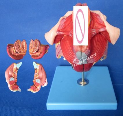 Geavanceerd PVC vrouwelijk perineum anatomie model voor medische opleiding en demonstratie