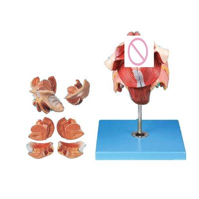 Geavanceerd PVC vrouwelijk perineum anatomie model voor medische opleiding en demonstratie