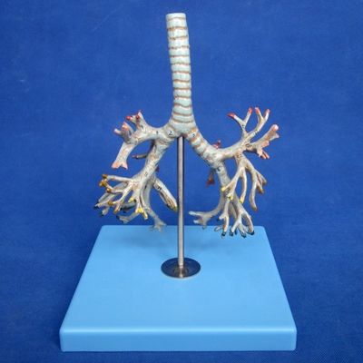 Medisch menselijk bronchiemodel Geavanceerd PVC bronchus van de luchtpijp Model in levensgrootte