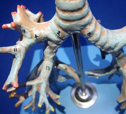 Medisch menselijk bronchiemodel Geavanceerd PVC bronchus van de luchtpijp Model in levensgrootte