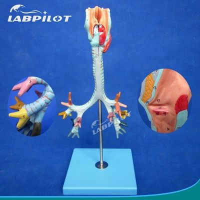 Medische wetenschappen Display Afneembare bronchiale boom en luchtpijpmodel voor larynx anatomie