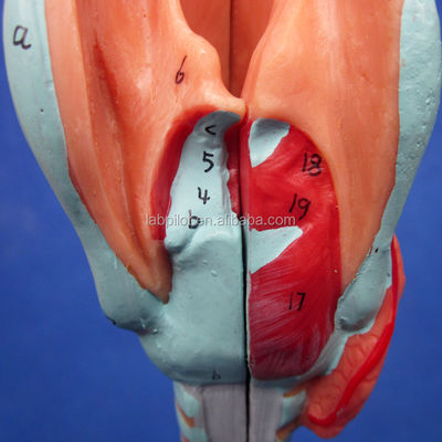 Medische wetenschappen Display Afneembare bronchiale boom en luchtpijpmodel voor larynx anatomie