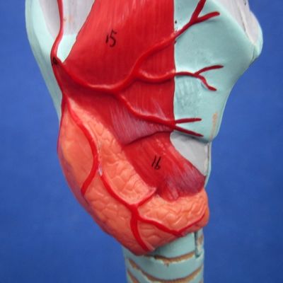Medische wetenschappen Display Afneembare bronchiale boom en luchtpijpmodel voor larynx anatomie