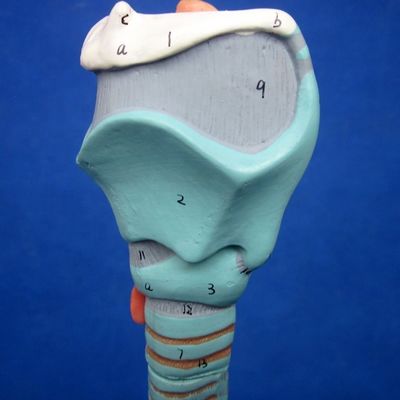 Medische wetenschappen Display Afneembare bronchiale boom en luchtpijpmodel voor larynx anatomie