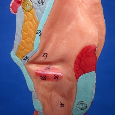 Medische wetenschappen Display Afneembare bronchiale boom en luchtpijpmodel voor larynx anatomie