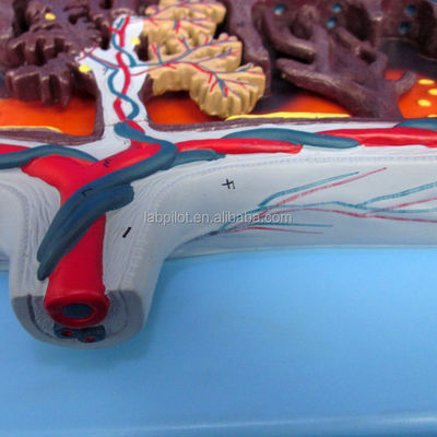 3D-model van placentaweefsel en navelstreng voor anatomie demonstraties