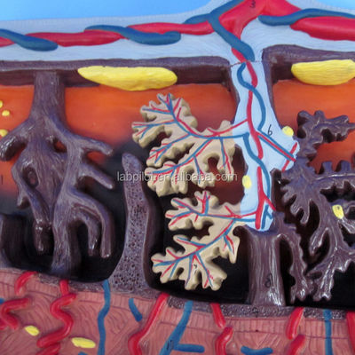 3D-model van placentaweefsel en navelstreng voor anatomie demonstraties
