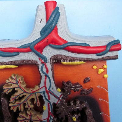 3D-model van placentaweefsel en navelstreng voor anatomie demonstraties