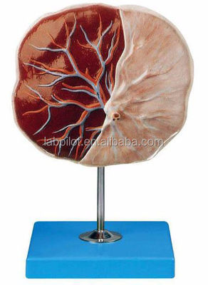 Medische wetenschappen Mensen 3D-placenta en navelstrengmodel met gedetailleerde anatomie