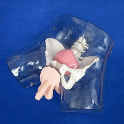 Ervaar realisme met deze volledige mannelijke urethral katheterisatie simulator trainingspop