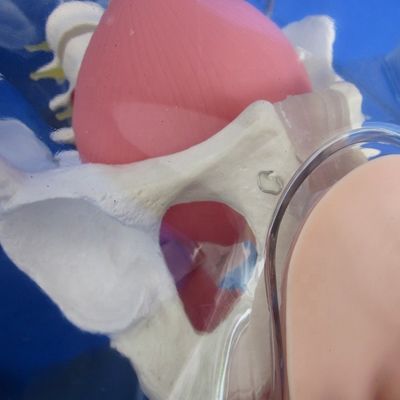 Ervaar realisme met deze volledige mannelijke urethral katheterisatie simulator trainingspop