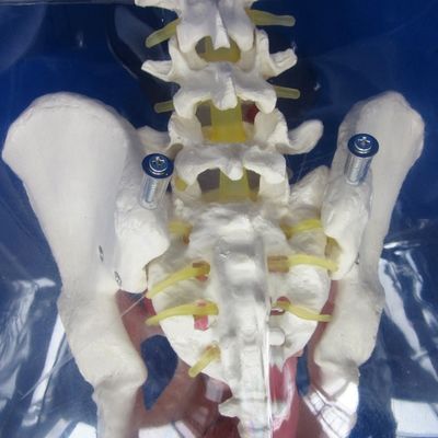 Ervaar realisme met deze volledige mannelijke urethral katheterisatie simulator trainingspop