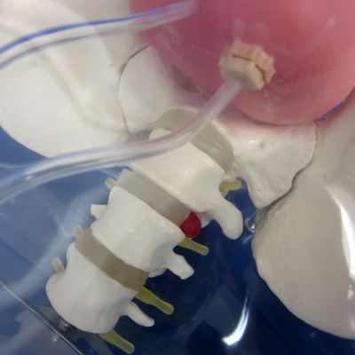 Ervaar realisme met deze volledige mannelijke urethral katheterisatie simulator trainingspop