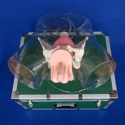 Ervaar realisme met deze volledige mannelijke urethral katheterisatie simulator trainingspop