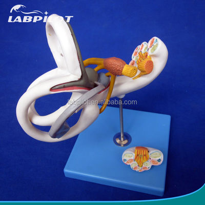 Human Medical 3D Ear Model voor het onderwijzen van Labyrinth Anatomy
