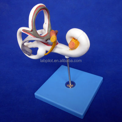 Human Medical 3D Ear Model voor het onderwijzen van Labyrinth Anatomy