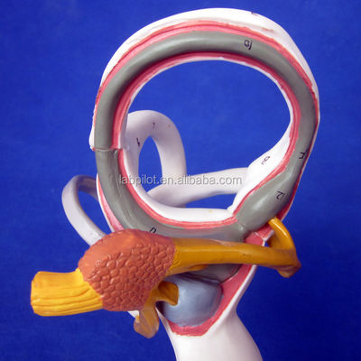 Human Medical 3D Ear Model voor het onderwijzen van Labyrinth Anatomy