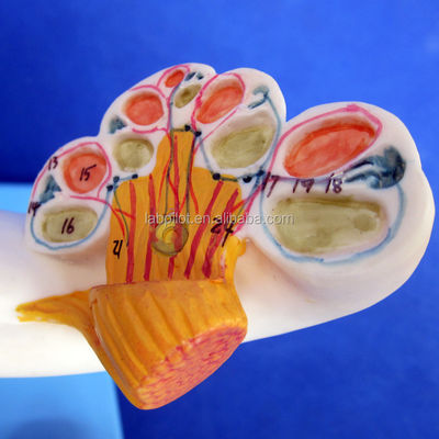Human Medical 3D Ear Model voor het onderwijzen van Labyrinth Anatomy