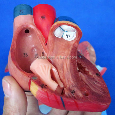 3D-model van het menselijk ademhalingssysteem Larynx Trachea Hart en long voor medisch onderwijs