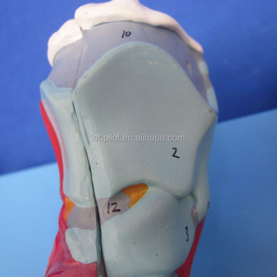 3D-model van het menselijk ademhalingssysteem Larynx Trachea Hart en long voor medisch onderwijs