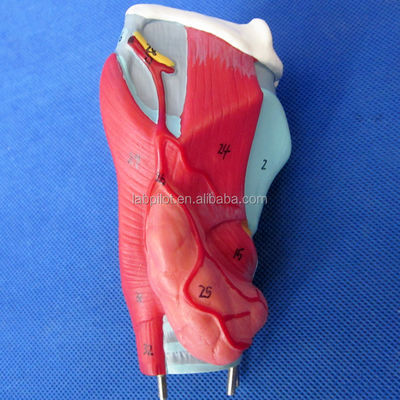 3D-model van het menselijk ademhalingssysteem Larynx Trachea Hart en long voor medisch onderwijs