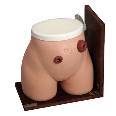 Enema vaardigheden leren Mannequin Het perfecte trainingsinstrument voor medische fistel stoma zorg